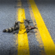 Illustration for article titled A Road Crew Painted A Stripe Over This Dead Raccoon
